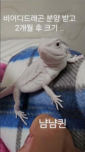 비어디드래곤 분양 2개월 후 크기 ㄷㄷ#비어디드래곤 #reptiles #도마뱀 #비어디드래곤키우기 #beardeddragon #비어디드래곤크기