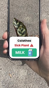 Give your plants what they need to bloom 🌸 Identify, water & grow with PlantIn! 🌿 | PlantIn AI: Never Kill Your Plants