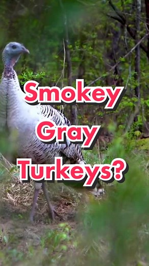 #stitch with @freakoutdoors What’s your favorite color variation? #BigComfy #EasyWithAdobeExpress #fyp #hunting #deer #outdoors #turkey #whitetail #thehuntcritic