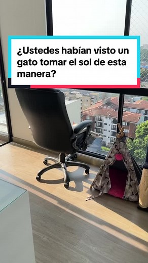 Gato tomando el sol de una manera divertida