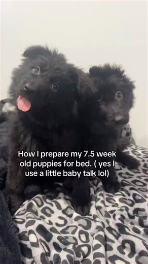 Update: they did good and let me know every time they needed to go outside through the night 🙏 | The Dog Daddy