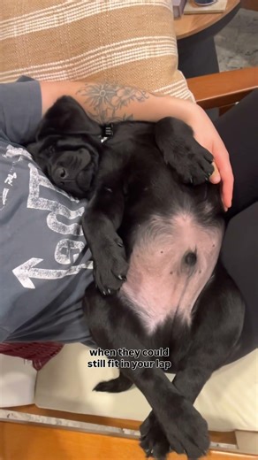 the puppy stage ♥️ #blacklab #labradorretriever #lab #puppy #dog #labchannel #labrador