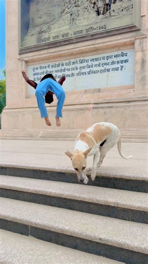Dog is Best friend ever😢#dogclothes #funny #dogshorts #dogapparel #hardwork