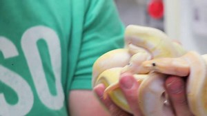 We have a brand new shipment of Ball pythons to unbox! | Brian Barczyk