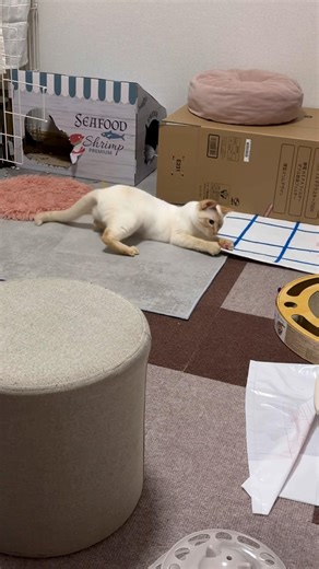 大好きなネズミのおもちゃで遊ぶおこげ🐱に癒される