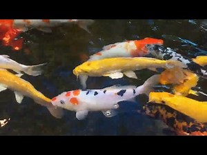 Koi Pond Oxygenation: Essential for Healthy Fish