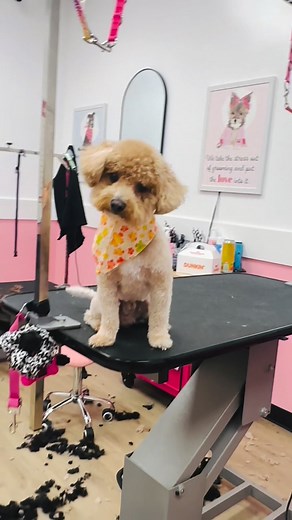 ✨ Now Grooming From My Home in Moody! ✂️🐾 I’m excited to share that I’m now offering in-home grooms from my home in Moody! With over 2 years of experience working with all breeds and coat types, your pup will get a calm, comfortable, one-on-one grooming experience with no loud salon or long wait times. 🐶 Personalized care 🐶 Stress-free environment 📅 Spots are limited! Message me for available dates and times Or call/text 205-903-3740 I’d love to pamper your pup! 💛🐾 My portfolio to see my g