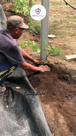 Basic Fertilizer for Initial Planting of Grape Trees