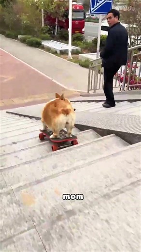 The clever dog that can skateboard