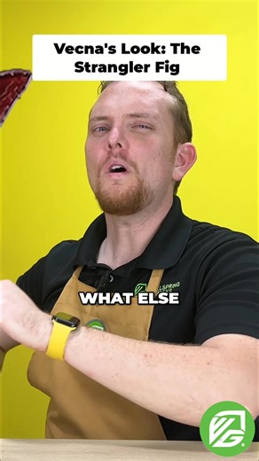 Vecna's new look? Think Jim Carrey's Grinch meets a strangler fig. These plants start as seeds high in trees, then strangle their host, stealing light, water, and nutrients until it dies. Nature is brutal! #StrangerThings #Vecna #PlantFacts #Horror #Creepy | Wellspring Gardens