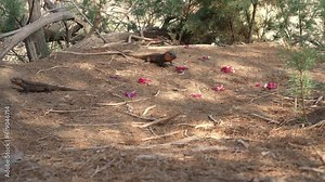 Canary Islands giant lizard, Lagarto Canario (specific name Gallotia Stehlini), eating fresh fruit in its wild natural habitat on Gran Canaria