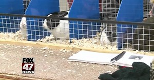 4-H show brings rabbit lovers to MSU Pavilion