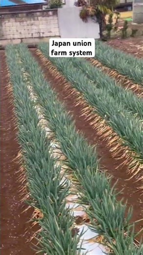 Japan union farm #japanunionfarm #japanrail @5689000#%*+