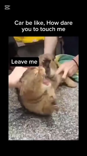 3.1K views · 9.7K reactions | Don't touch me #Car #funny #cat #kitten #kity #pet #bear #animals #angry #instagram #facebook | HN Hayat | Facebook
