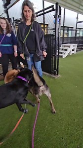 11K views · 434 reactions | If you're worried your pupper needs a friend, you can find them a canine companion right here at Seattle Humane - each one with their own unique play style! Please enjoy an extended video of some dog-friendly doggos finding their mutual agents of chaos. Oh, and we apologize for Willie, but now we get the name! | Seattle Humane | Facebook