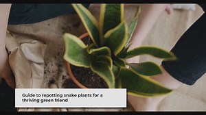 Repotting Your Snake Plant A Step-by-Step Guide
