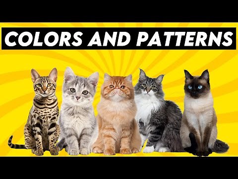 The Ultimate Guide to Cat Colors: Discover These Mesmerizing Patterns!