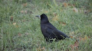 Crows can be observed foraging for food in the green grass of their natural habitat