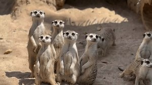 Batu, Java-Est, Indonésie - 15 juin : vidéo de stock (100 % libre de droit) 3915701559 | Shutterstock