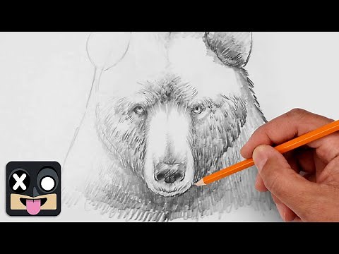 How To Draw a Bear | Step by Step Sketch Tutorial