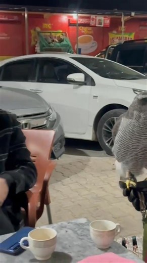 20K views · 830 reactions | Working with Goshawks at night in the open. #Falconry #Goshawk #Pakistan | Pakistan Falconry Association | Facebook