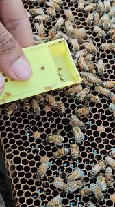 Release the new bee king | Phary BeeKeeper