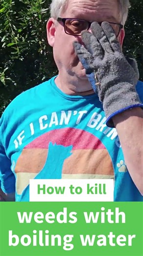 How to Kill Weeds Naturally with Boiling Water