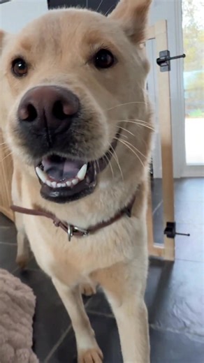 114K views · 3.9K reactions | Watch this Shelter Dog's Training Outside our Rehabilitation Farm 殺 | Rocky Kanaka | Facebook