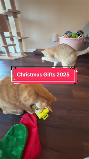 Happy Holidays to everyone! 🐱 🎄 #christmas #cats #happyholidays | christmas presents opening