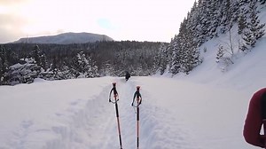 As someone once told me: A moose is just a fur blanket tossed over a semi truck that uses plants instead of gasoline | Proud To Be Canadian