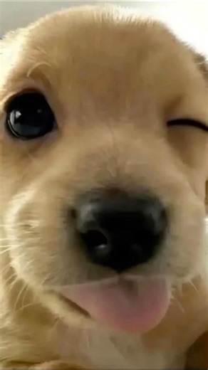 FUNNY DOGS Fishing #shorts