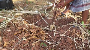 Turmeric harvesting. Woman farmer separating the roots from the dried turmeric leaves
