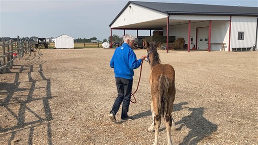 Timber was born on May 12th. He is huge for 2 1/2 months. Joan did pretty good with him today. | Help Alberta Wildies Society