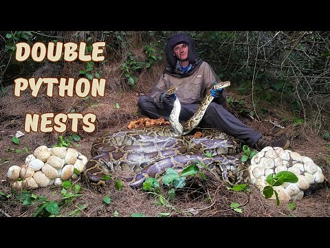 Removing 431 Python Eggs from the Everglades