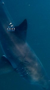 2 Great White Sharks Under The Boat | White Shark Ocean