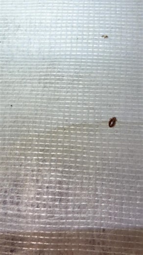 Heavy Bed Bug Infestation