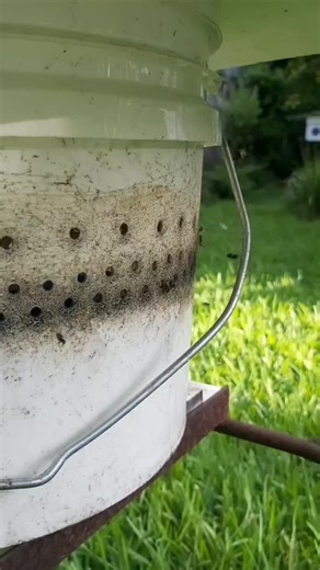 Food recipe is available on The Australian Native Bee Network Facebook page in the files section. Supplementary Feeding. #spicershollownativebees #australia #stinglessbees #australiannativebees #beekeeping #bee #australianstinglessbees #abelhasenativas #meliponicultura #pollinators