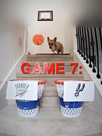 Corgi PREDICTS the Playoffs 🐶😱