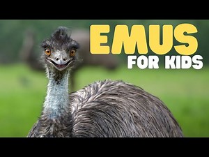 Emus for Kids | Learn all about these Australian birds - Videos For Kids