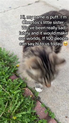 Can Cats Eat Cheetos? A Cute Cat's Request