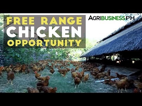 Free Range Chicken Farming in the Philippines: Pamora Farm Success Story