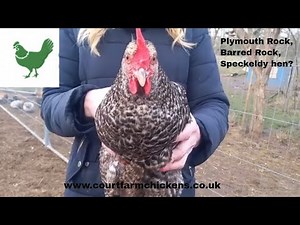 Plymouth Rock Chicken - Hybrid hen