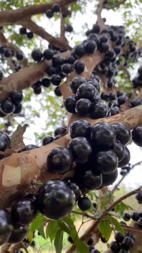 Exploring Exotic Brazilian Fruits: Jaboticaba