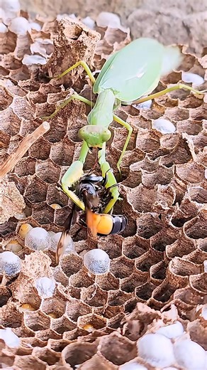 Praying Mantis Attacks Wasps on Their Nest - Intense Close-Up Battle PrayingMantis #WaspNest #InsectBattle #NatureFight #CloseUp #Wildlife #PredatorVsPrey #MacroPhotography #MantisAttack | Tropical Forest Bees | Facebook