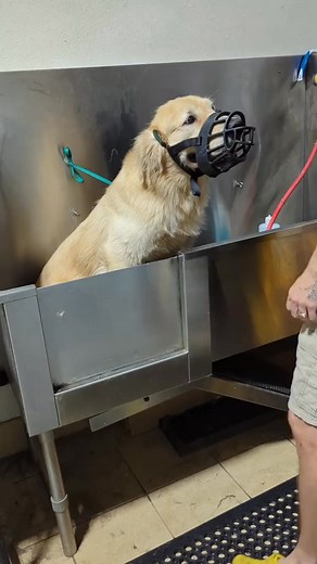 Had to wash an aggressive Golden Retriever. He still loved me though 🐾🐶 #dogbite #aggressivedog #tutorials #eqyssgroomingproducts #doggroomer #dogsoftiktok | Delfina Turiano