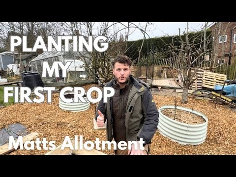 ALLOTMENT PLANTING OUT | First crop of 2026 & New structure |ALLOTMENT GARDEN UK