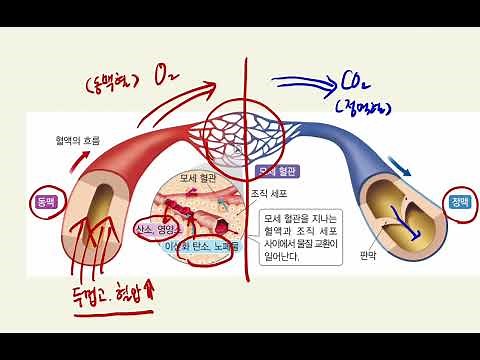 [중2] [5단원 - 동물과 에너지] (3) 순환계 _ (심장의 구조, 혈관의 종류와 특징(동맥, 정맥, 모세혈관), 온몸 순환, 폐순환, 동맥혈, 정맥혈)