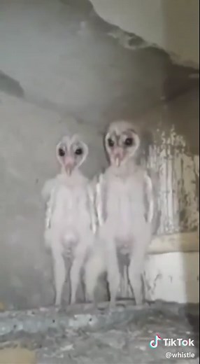 Baby Owls: The Alien-Like Creatures of Nature