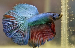 Pet fish commit credit card fraud, doxxing while playing video game