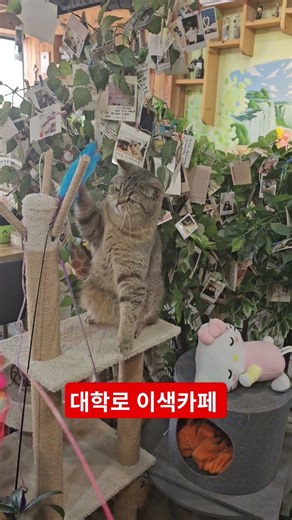 대학로 이색카페 심리카페 카페테라피 고양이와 놀수있는 고양이 카페 #대학로갈만한곳 #서울가볼만한곳 #커플상담 #혜화역카페 #대학로이색카페#이색데이트 #이색카페